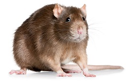 Rat Control Services in Swindon