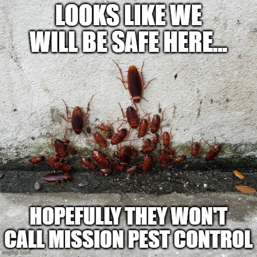 How do you know if you have a cockroach infestation?