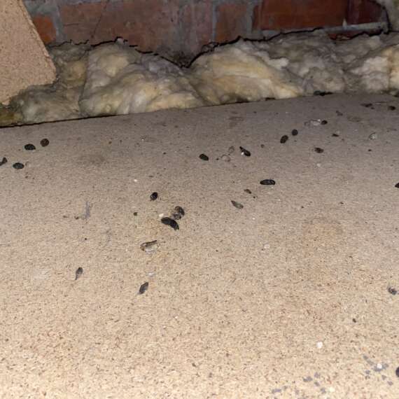 Rat control services in Swindon