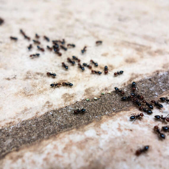 Black ant control in Swindon