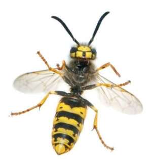 Wasp Control in Swindon