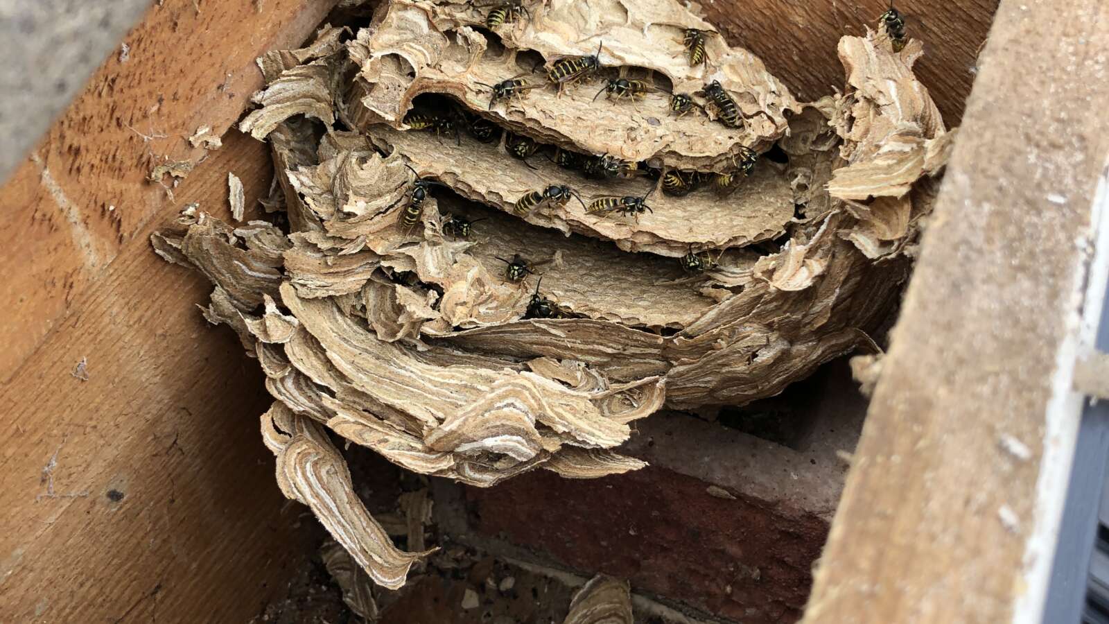Wasp nest control in Swindon