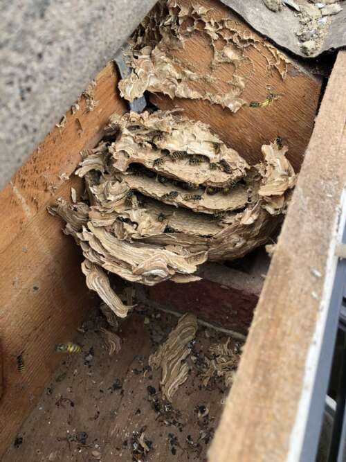 Wasp nest control in Swindon