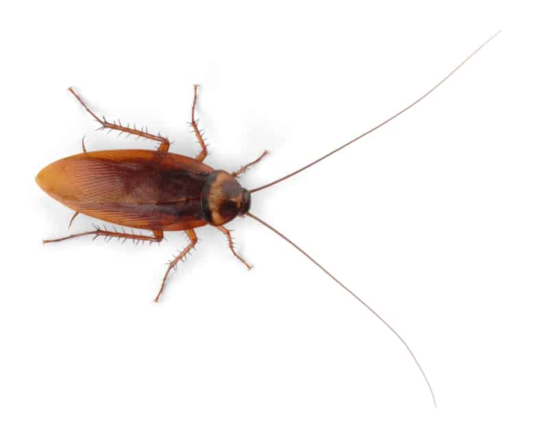 Image of a German cockroach - often found in kitchens in Swindon.